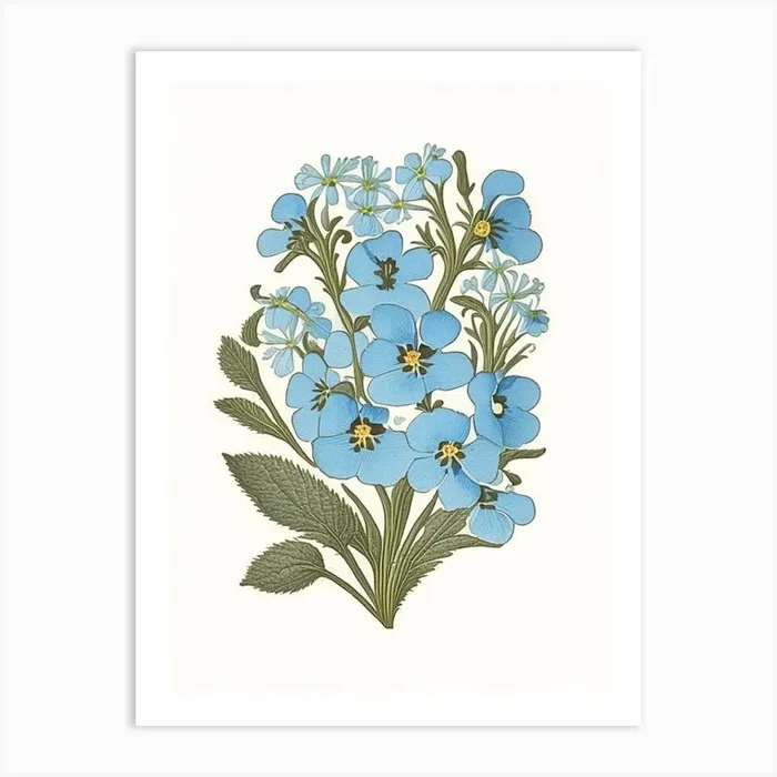 Forget Me Not Wildflower Vintage Botanical Art PrintWS by Wildflower Studio