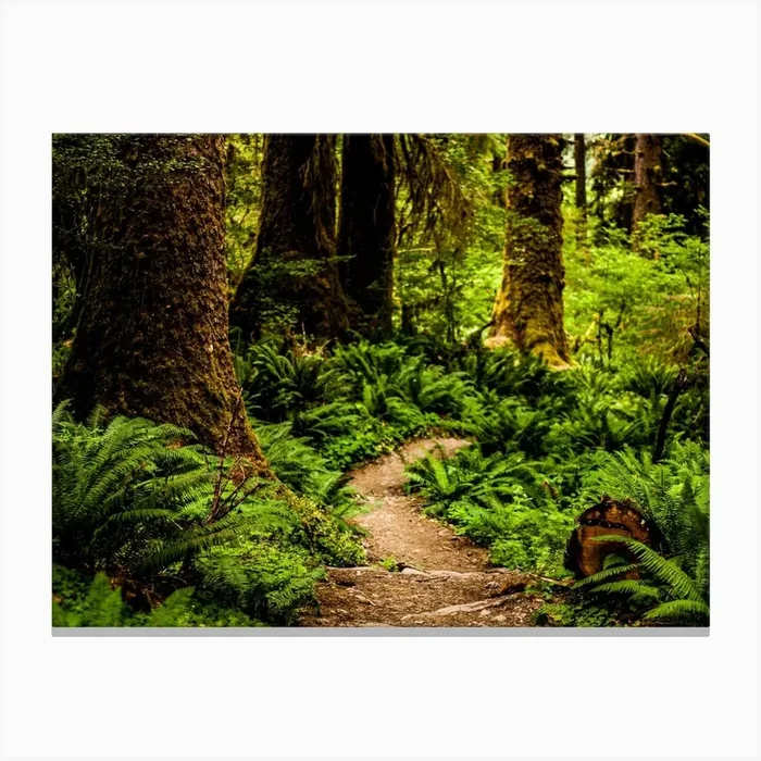 Hoh Rainforest Trail Canvas Print by Khalogram Creative