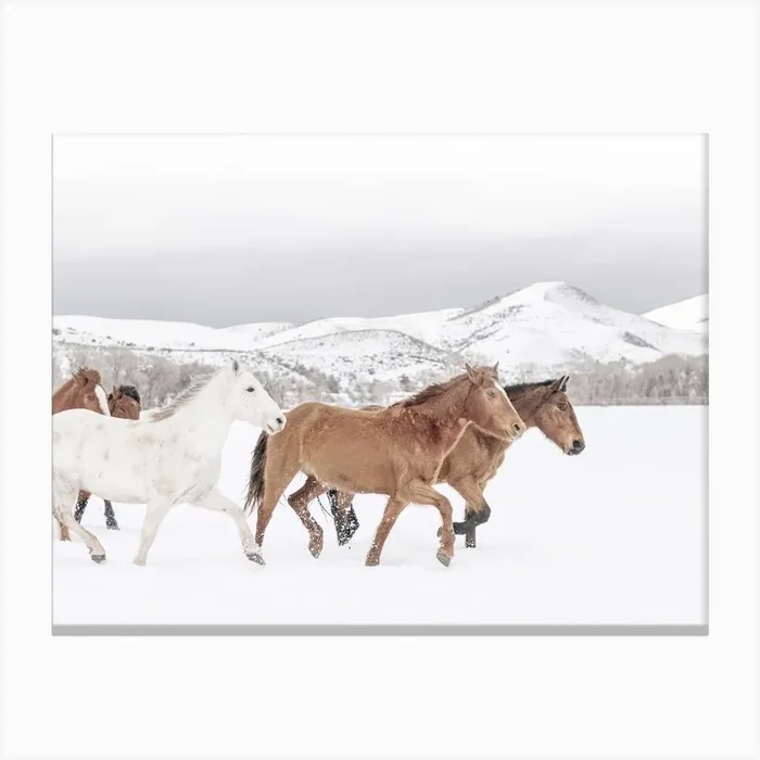 Horses In Snow Canvas Print by Valley Grove