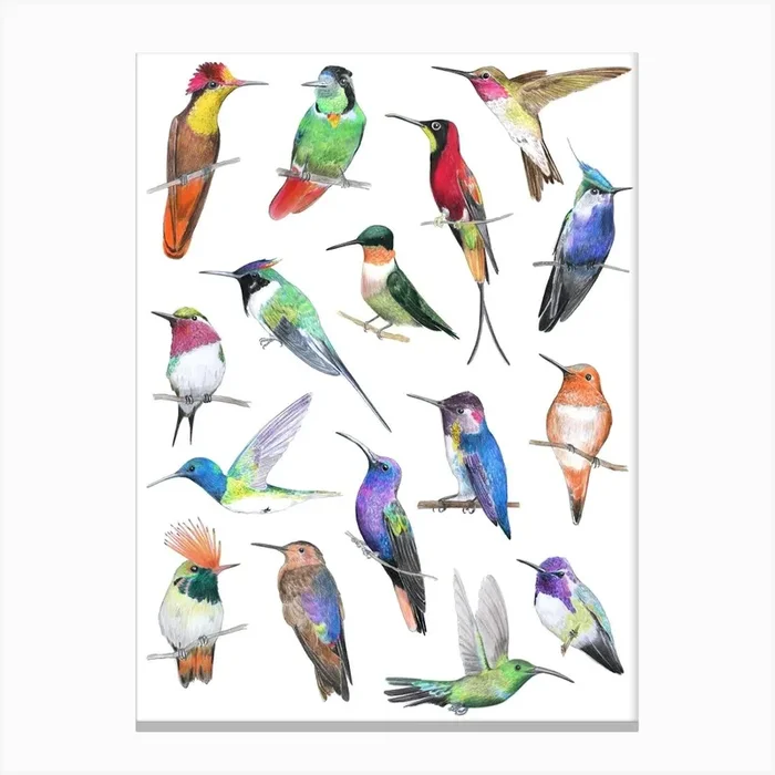 Hummingbirds Canvas Print by Christine Berrie Illustration