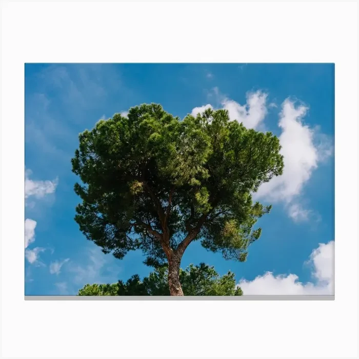 Italian Stone Pine Treei Ii Canvas Print by Bethany Young