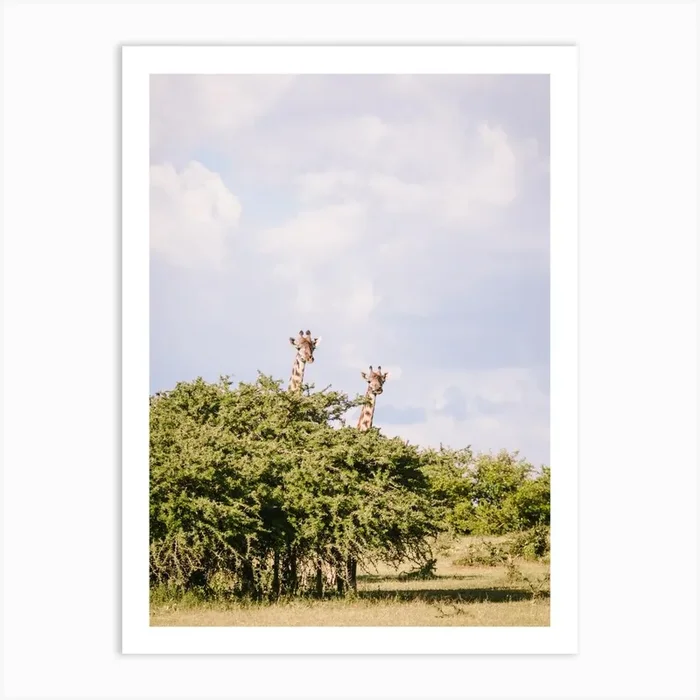 Kenya Giraffe Art Print by Jodee Debes