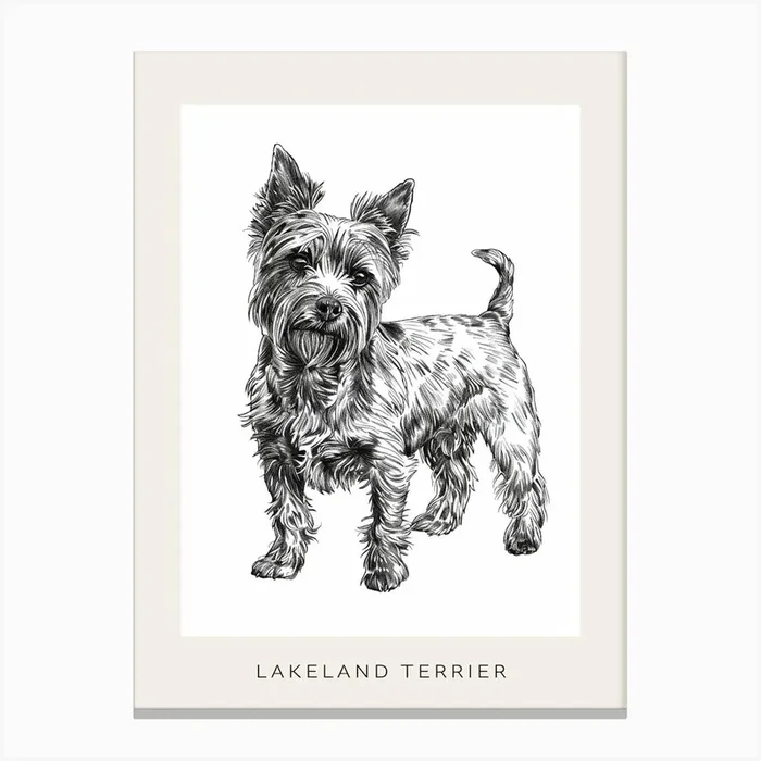 Lakeland Terrier Dog Line Sketch 2 Poster Canvas Print by Woof and Whiskers