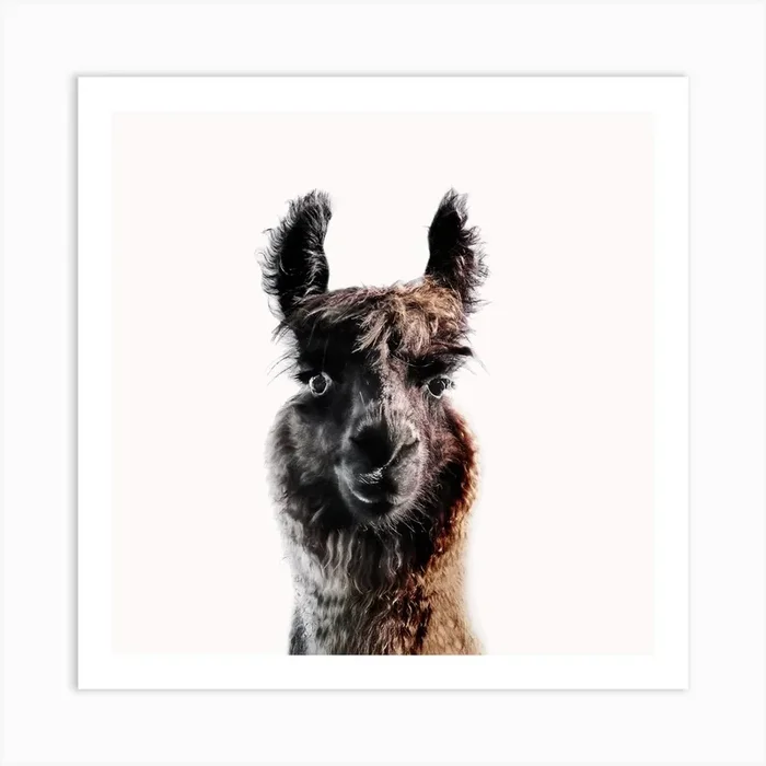 Lama George Square Art Print by Monika Strigel