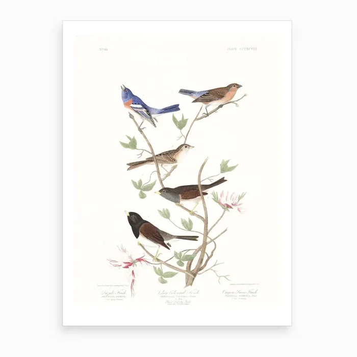 Lazuli Finch Art Print by John James Audubon