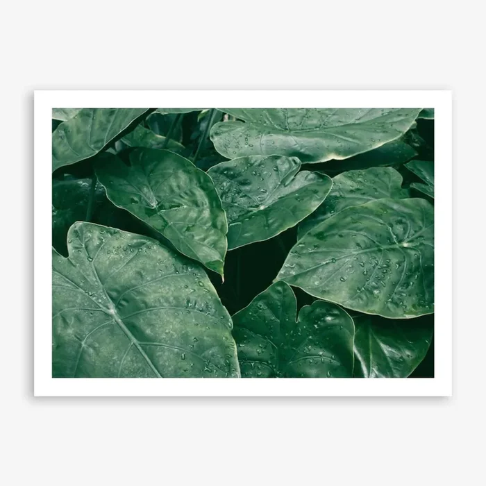 Leaves II Art Print by Elena Veronese