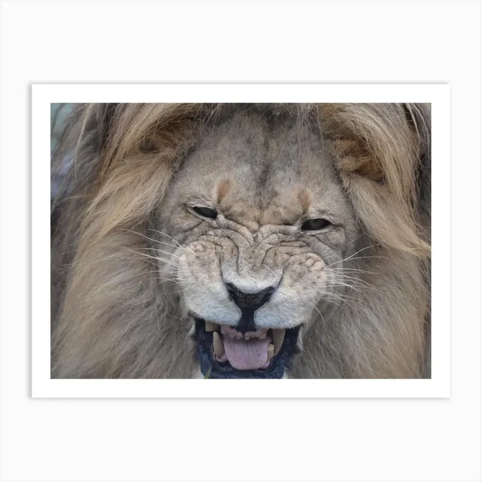 Lion Portrait Art Print by Kt10Designs