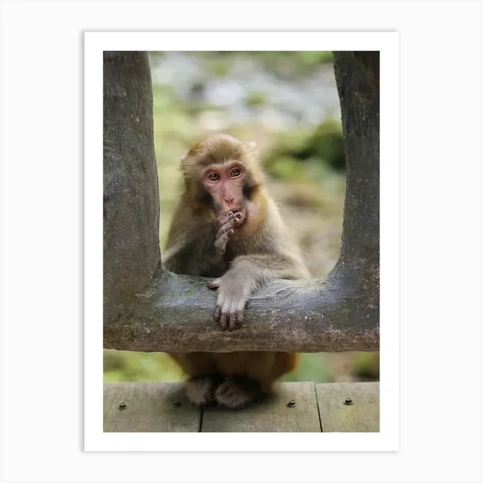 Macaque Monkey Portrait Art PrintM by Mitsy