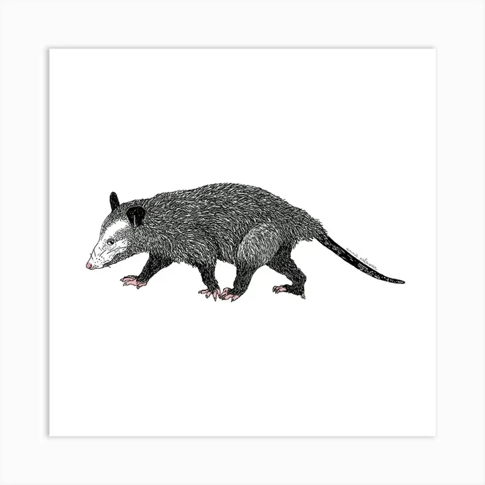 Opossum Art Print by Anna Palamar Designs