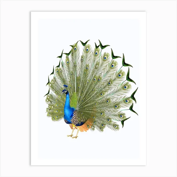Peacock Art Print by Hilia
