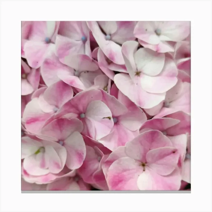 Pink Hydrangeas Canvas Print by Vioje