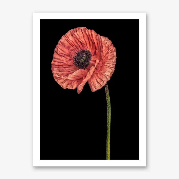 Poppy Pink 02 Art Print by Mariëlle Leenders