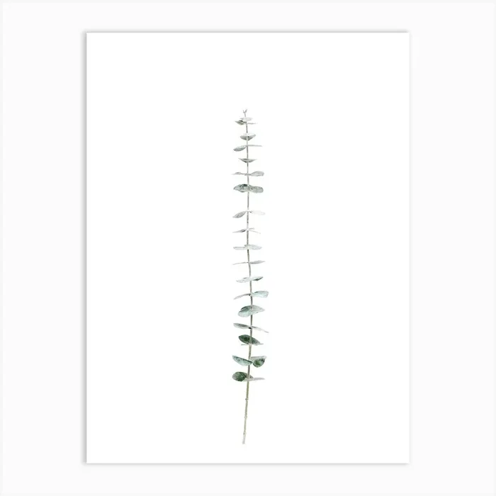 Single Eucalyptus Branch Art Print by Valley Grove