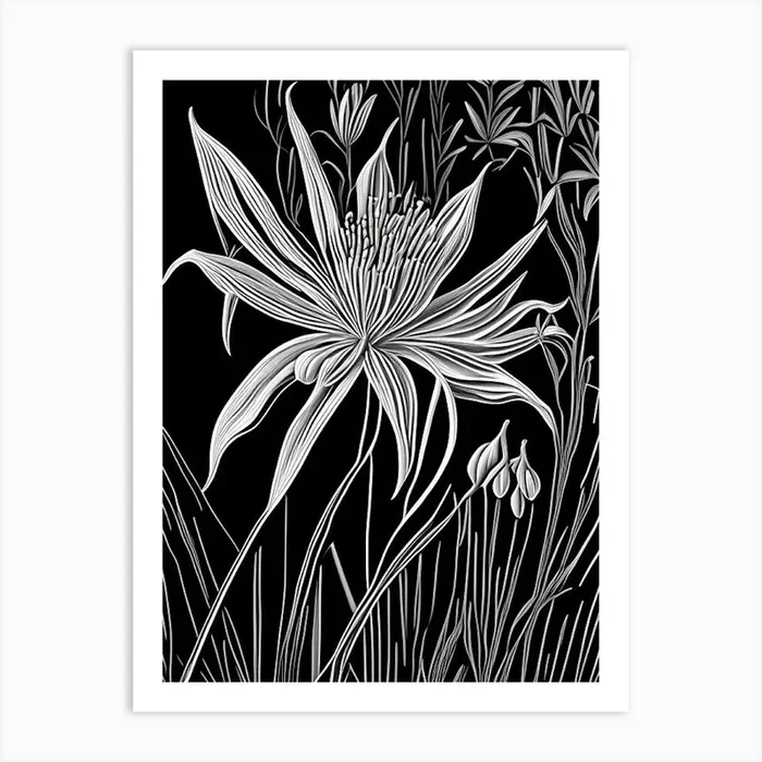 Spider Lily Wildflower Linocut 2 Art PrintWS by Wildflower Studio