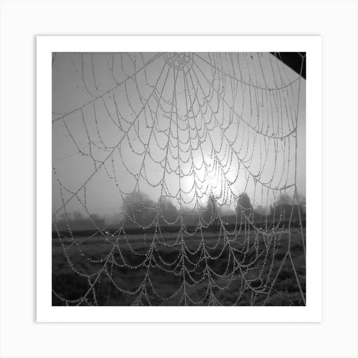 Spider Web In The Mist Art Print by Peksa Image Inc