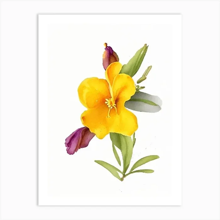 Sticky Monkeyflower Wildflower Watercolour Art PrintWS by Wildflower Studio