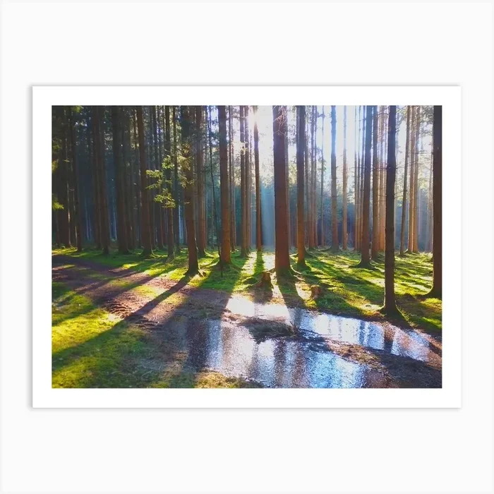 Sunrise In The Forest 2 Art Print by imagine