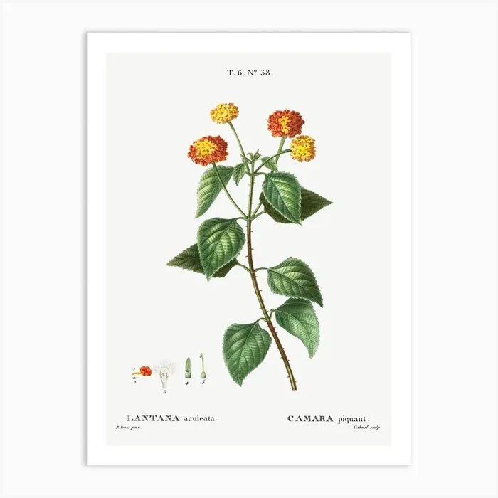 Tickberry, Pierre Joseph Redoute Art Print by Fy! Classic Art Prints and Posters