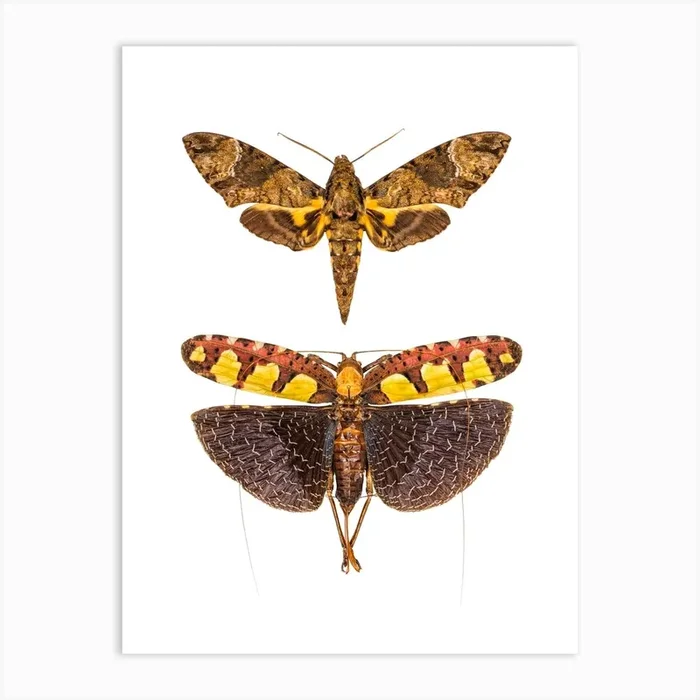 Two Big Insects Art Print by Mariëlle Leenders
