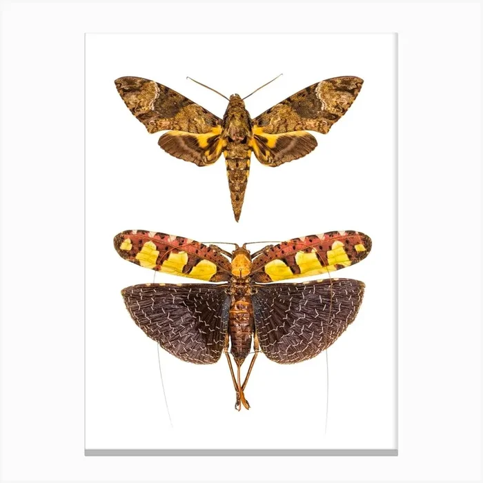 Two Big Insects Canvas Print by Mariëlle Leenders