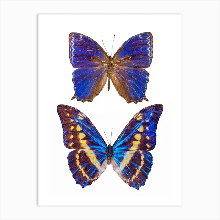 Two Blue Butterflies Art Print by Mariëlle Leenders