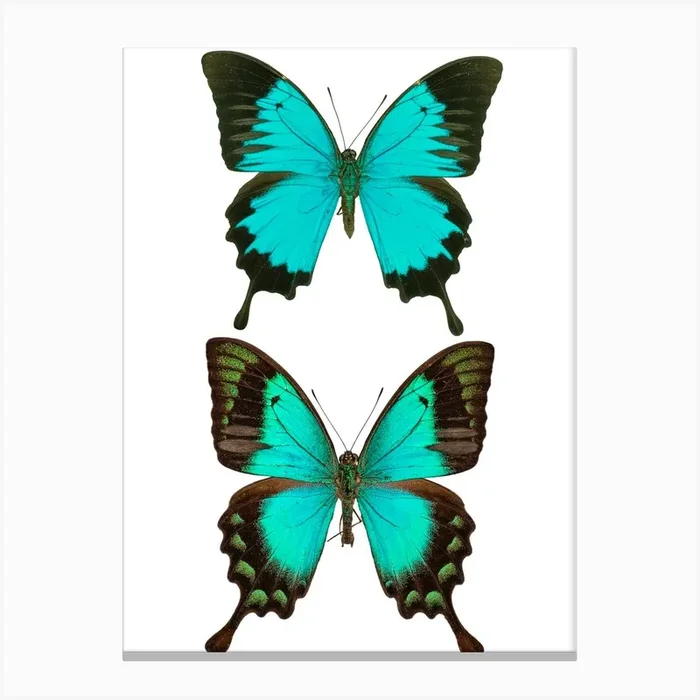 Two Bright Blue Butterflies 2 Canvas Print by Mariëlle Leenders