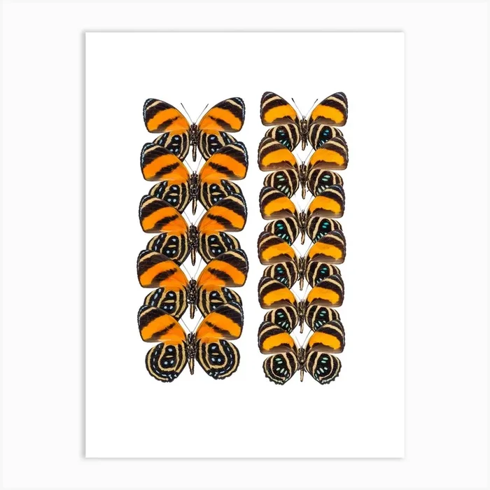 Two Rows Of Orange And Black Butterflies Art Print by Mariëlle Leenders
