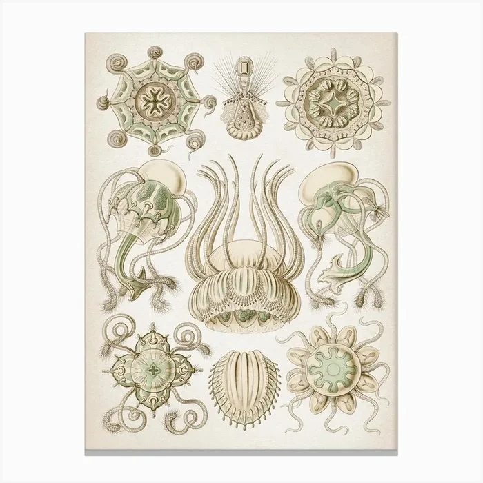 Vintage Haeckel 3 Tafel 16 Spangenquallen Canvas Print by Vintage Print Collection