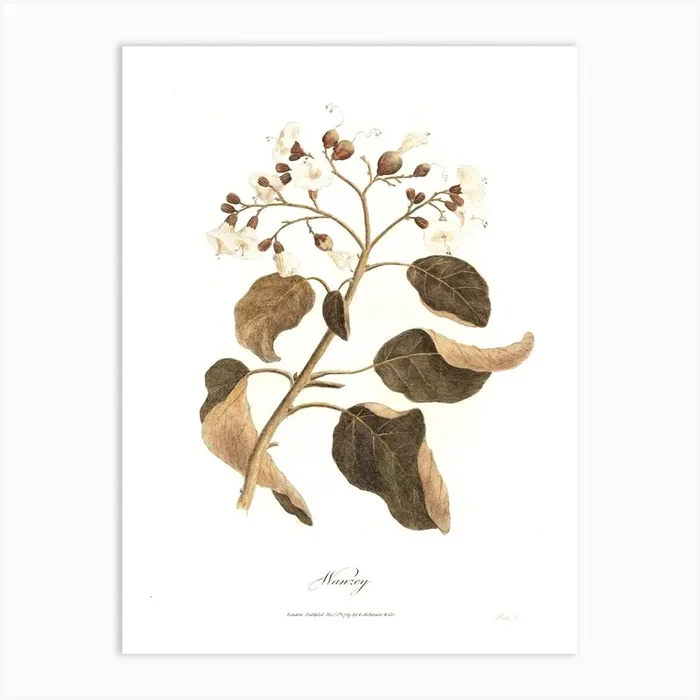 Wanzey, James Heath Art Print by Fy! Classic Art Prints and Posters