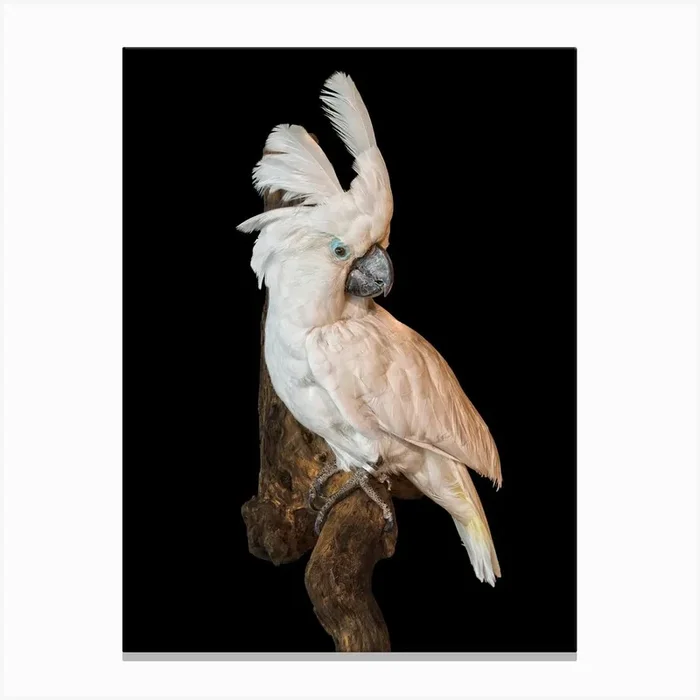 White Cockatoo Canvas Print by Mariëlle Leenders