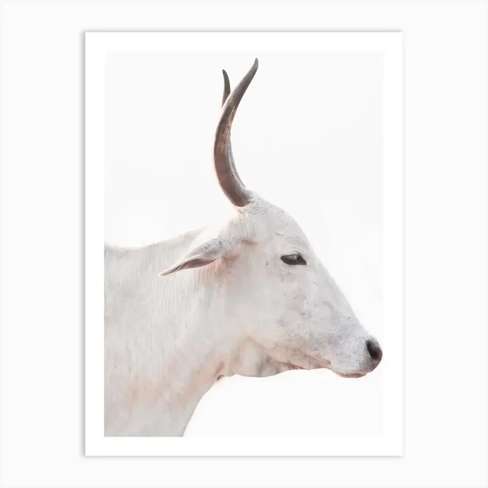 White Cow With Horns Art PrintFT by F Test