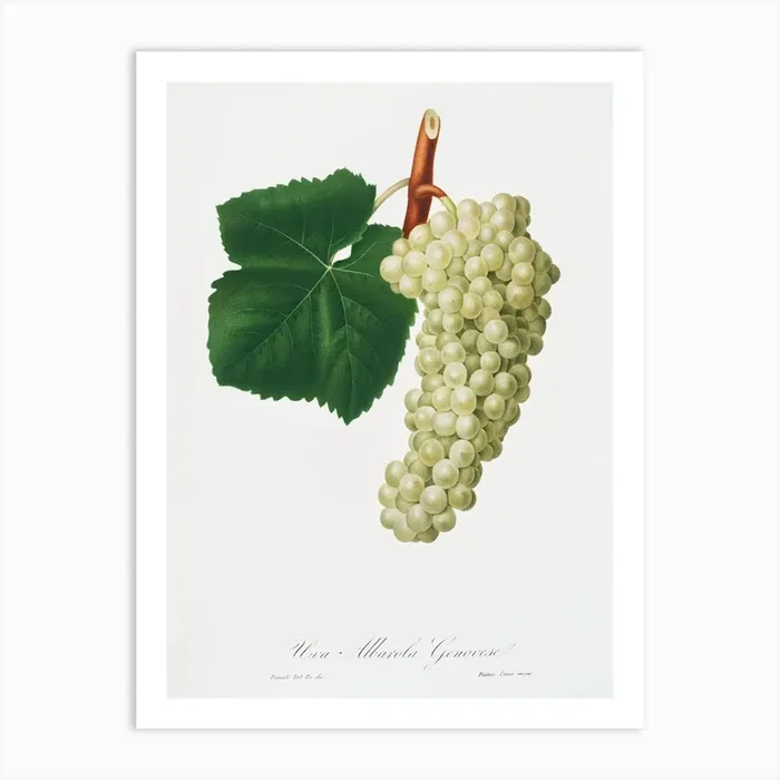 White Grape (Vitis Vinifera Genuensis) From Pomona Italiana (1817 1839), Giorgio Gallesio Art Print by Fy! Classic Art Prints and Posters