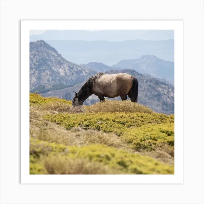 Wild Horse Sierra Nevada Art PrintM by Mitsy