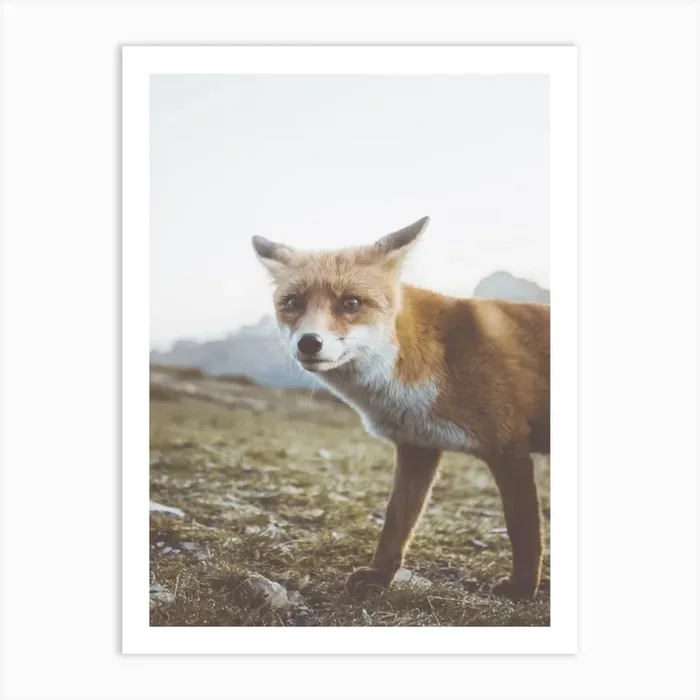 Wild Red Fox Art Print by Valley Grove