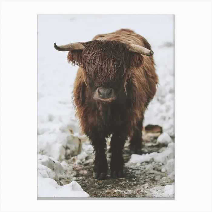 Winter Shaggy Cow Canvas Print by Alameda