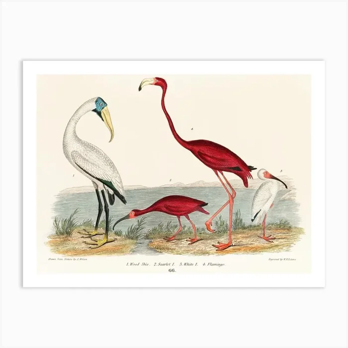 Wood Ibis And Scarlet Flamingo Art Print by Fy! Classic Art Prints and Posters