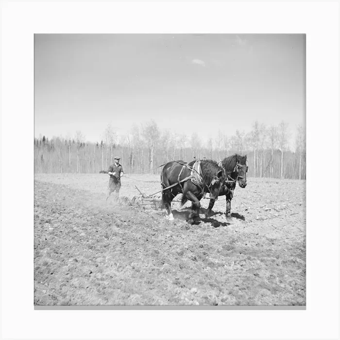Working In The Field Of A Cut Over Farm Near Mansfield, Michigan By Russell Lee Canvas Print by Fy! Classic Art Prints and Posters