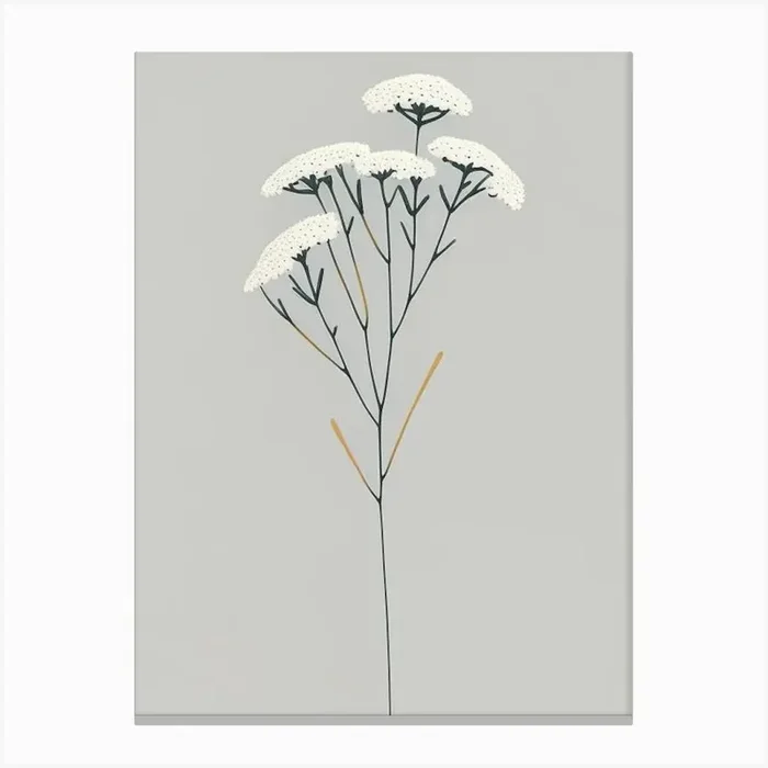 Yarrow Wildflower Simplicity Canvas PrintWS by Wildflower Studio