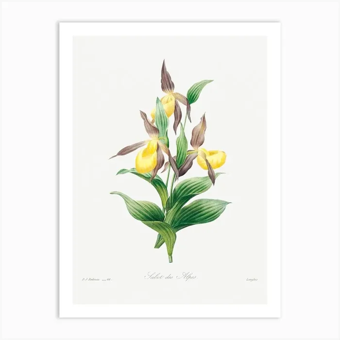 Yellow Lady Slipper, Pierre Joseph Redouté Art Print by Fy! Classic Art Prints and Posters